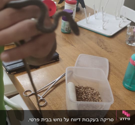 אדם מחזיק נחש קטן במטבח עם כלים
